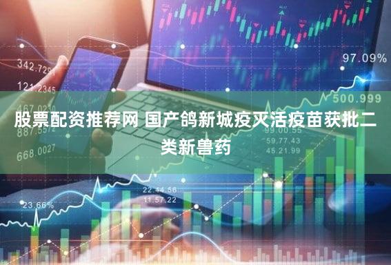 股票配资推荐网 国产鸽新城疫灭活疫苗获批二类新兽药